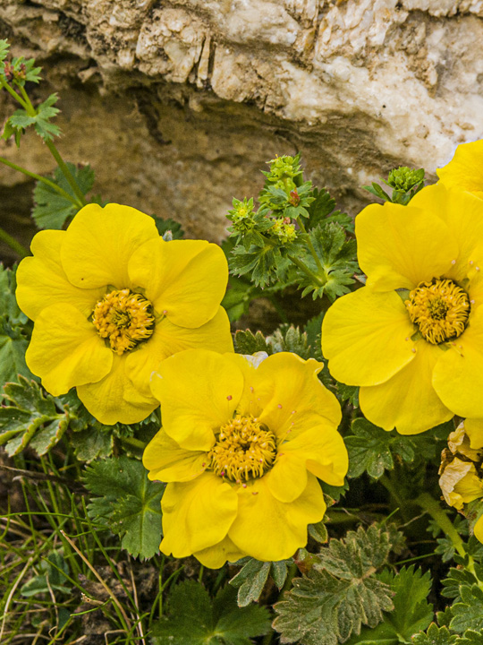 Alpine Avens 