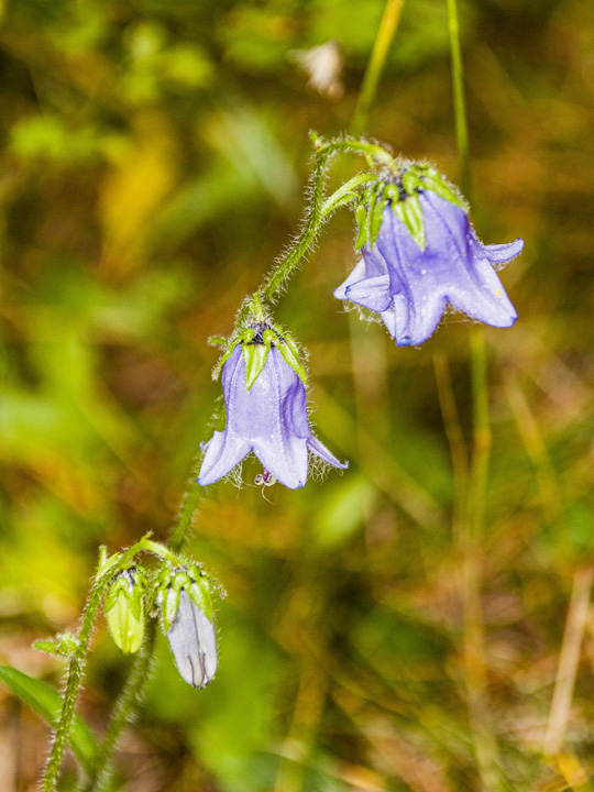 Bearded Bellflower 