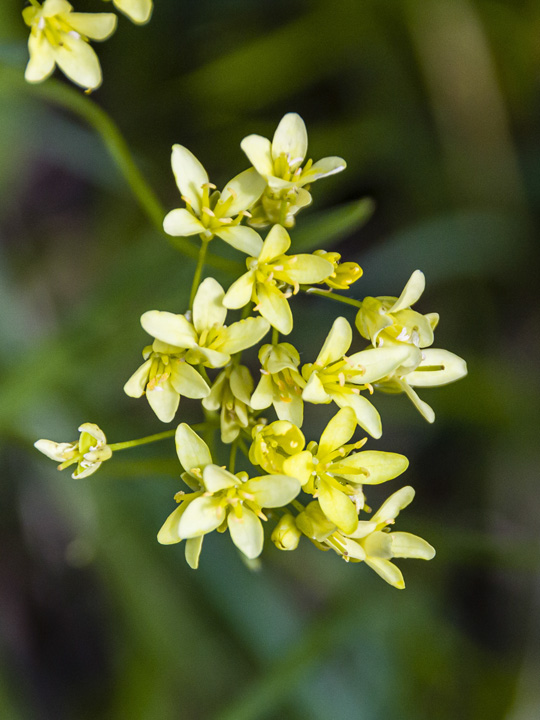 Buckler Mustard 
