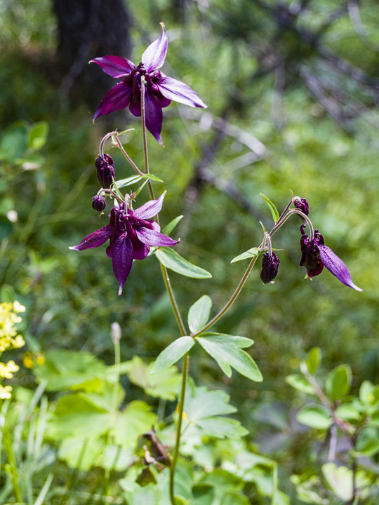 Dark Columbine 