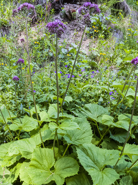 Mountain Valerian 