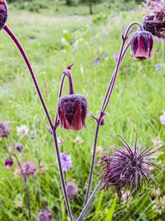 Water Avens 