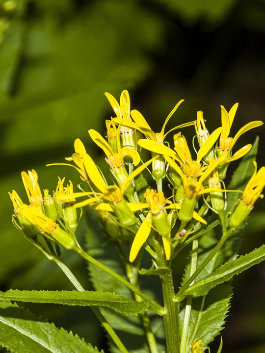 Wood Ragwort 